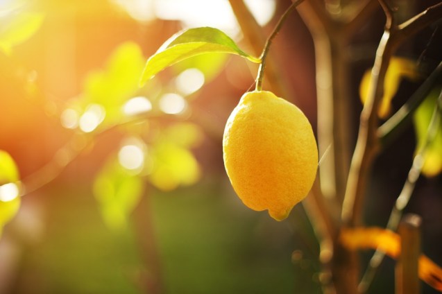lemon-tree